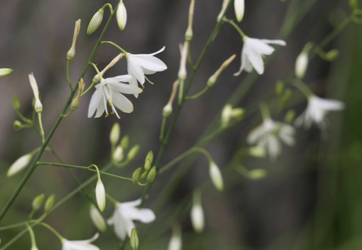 Anthericum ramosum · šakotasis šiaudenis