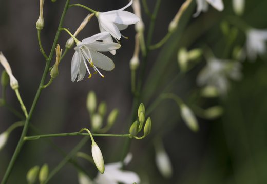 Anthericum ramosum · šakotasis šiaudenis