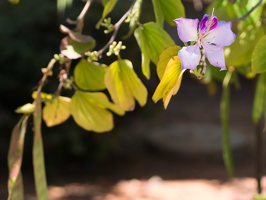 Bauhinia variegata · margasis pupūnas