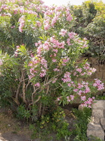 Nerium oleander · paprastasis oleandras