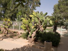 Negev · Kibbutz Sde Boker