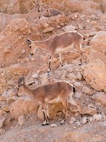 Capra ibex nubiana · nubinis ožys