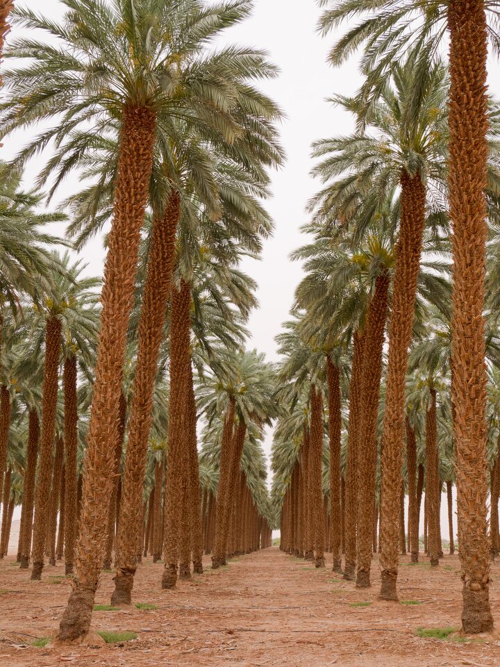 Eilat · date palm plantation