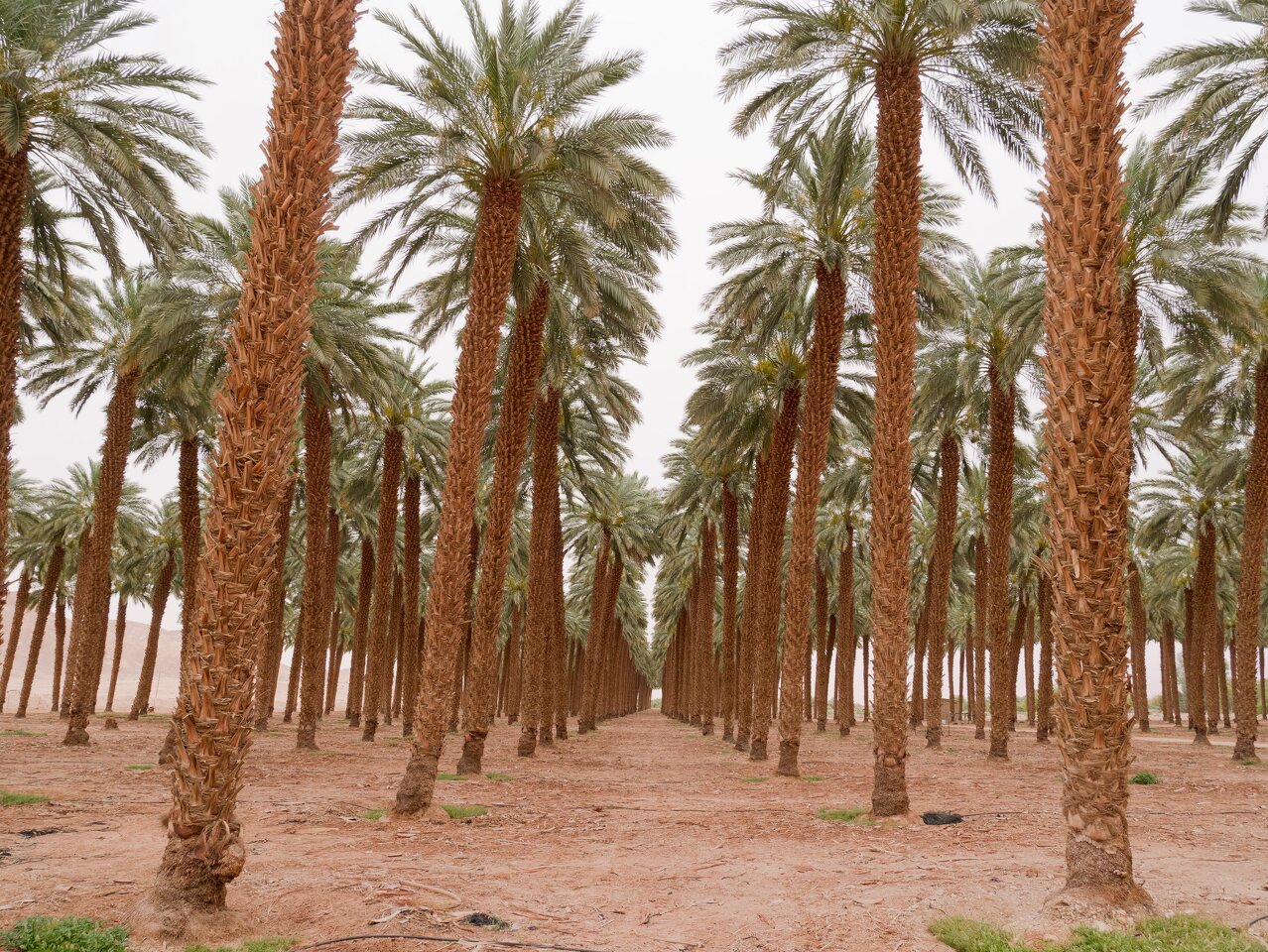 Eilat · date palm plantation