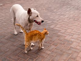 Israel, Eilat · cat and dog friendship