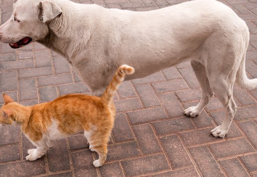 Israel, Eilat · cat and dog friendship