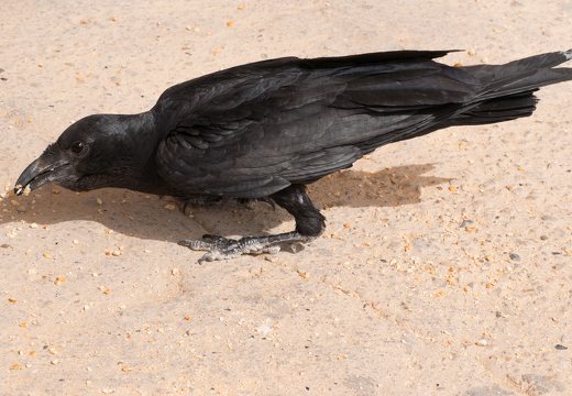 Corvus rhipidurus · trumpauodegis kranklys