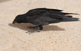 Corvus rhipidurus · trumpauodegis kranklys