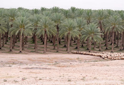 Netiv HaGdud · date palm plantation