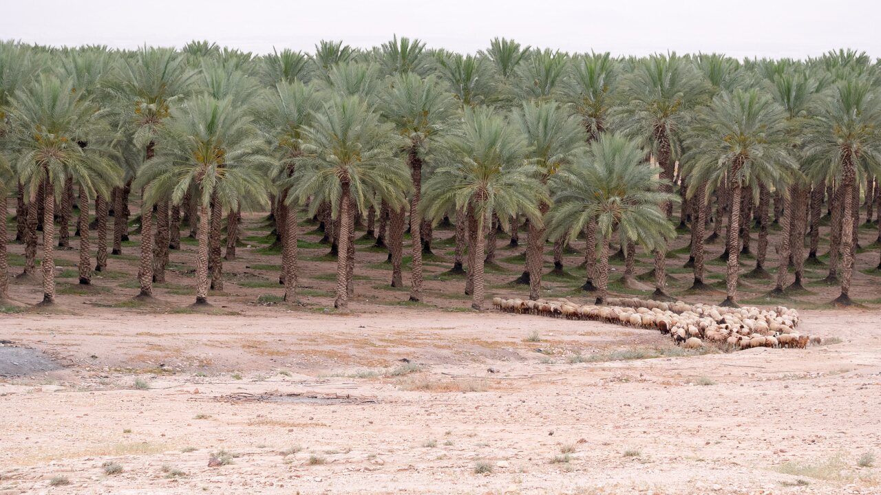 Netiv HaGdud · date palm plantation
