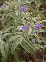 Solanum elaeagnifolium · siauralapis baklažanas