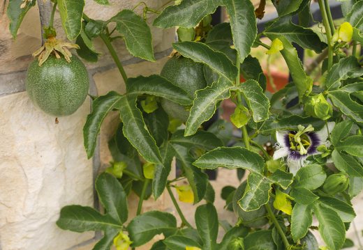 Passiflora edulis · valgomoji pasiflora
