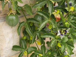 Passiflora edulis · valgomoji pasiflora
