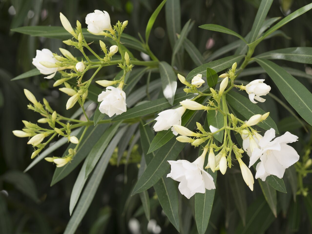 Nerium-oleander-P1030509.jpg
