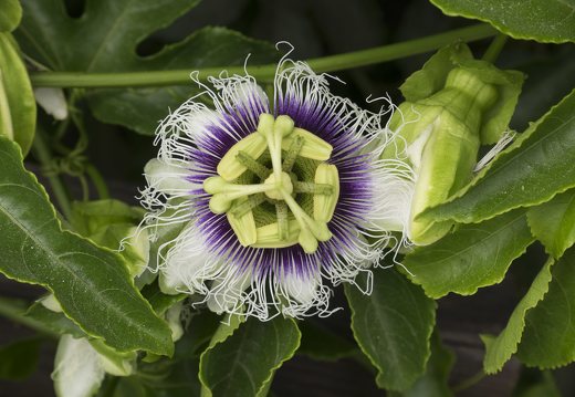 Passifloraceae · pasifloriniai