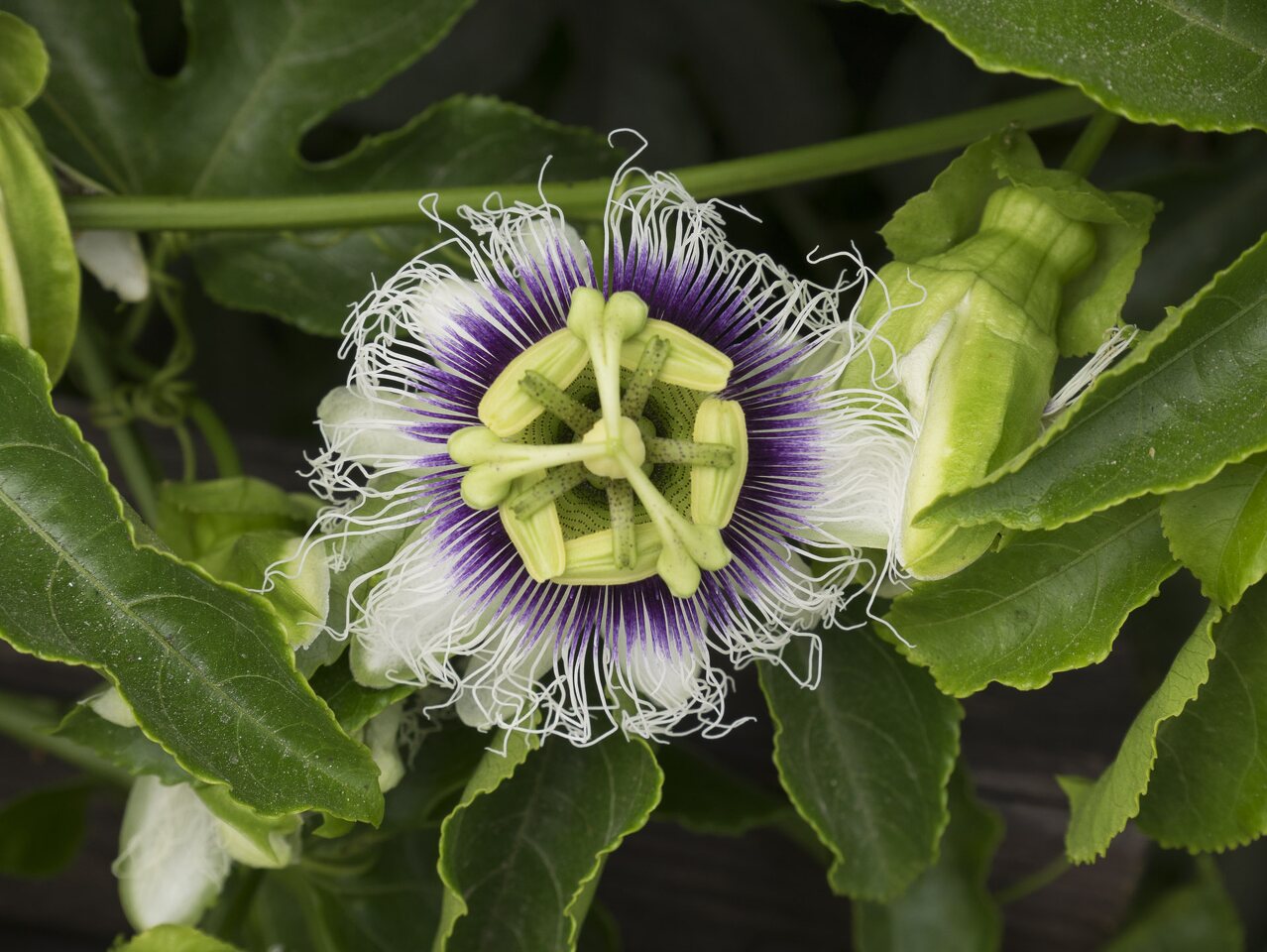 Passiflora edulis flower · valgomoji pasiflora, žiedas