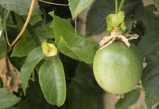 Passiflora edulis fruit · valgomoji pasiflora, vaisius