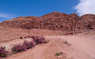 Petra · Royal Tombs, Nerium oleander