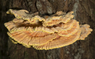 Laetiporus sulphureus · valgomoji geltonpintė