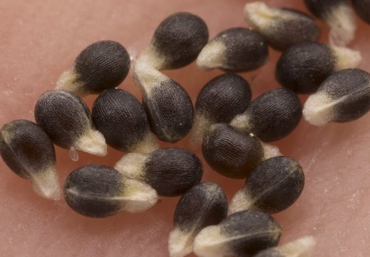 Luzula campestris seeds · ganyklinis kiškiagrikis, sėklos