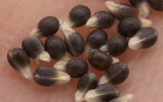 Luzula campestris seeds · ganyklinis kiškiagrikis, sėklos