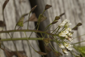 Capsella bursa-pastoris · trikertė žvaginė