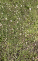 Capsella bursa-pastoris · trikertė žvaginė