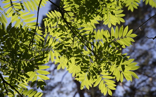 Sorbus aucuparia leaves · paprastasis šermukšnis, lapai