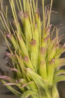 Tragopogon heterospermus mutant flower ? · baltijinis pūtelis, išsigimęs žiedas