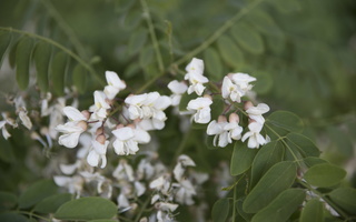 Robinia pseudoacacia · baltažiedė robinija
