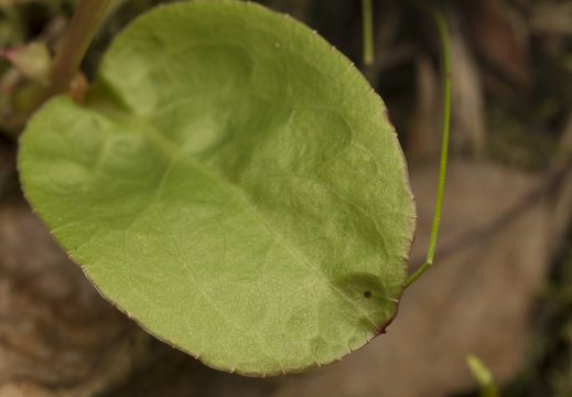 Pyrola media leaf · vidutinioji kriaušlapė, lapas