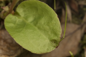 Pyrola media leaf · vidutinioji kriaušlapė, lapas