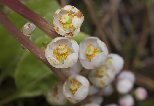Pyrola media flower · vidutinioji kriaušlapė, žiedynas