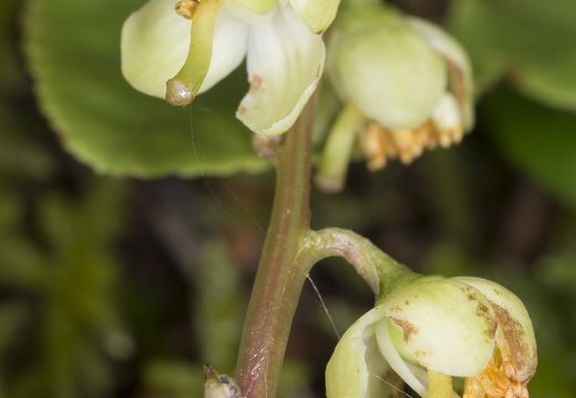 Pyrola chlorantha flowers · žalsvažiedė kriaušlapė, žiedai