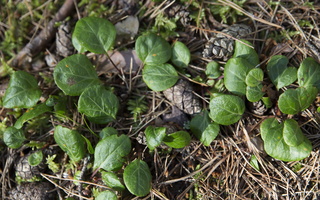 Pyrola chlorantha leaves · žalsvažiedė kriaušlapė, lapai