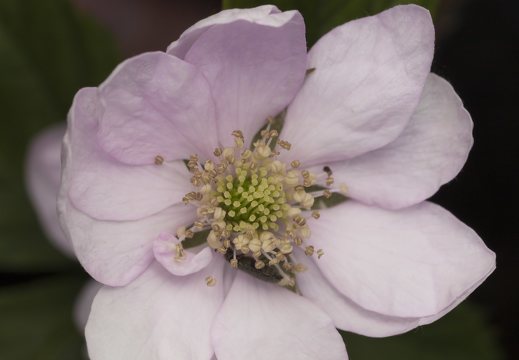 Rubus plicatus flower · raukšlėtoji gervuogė, žiedas
