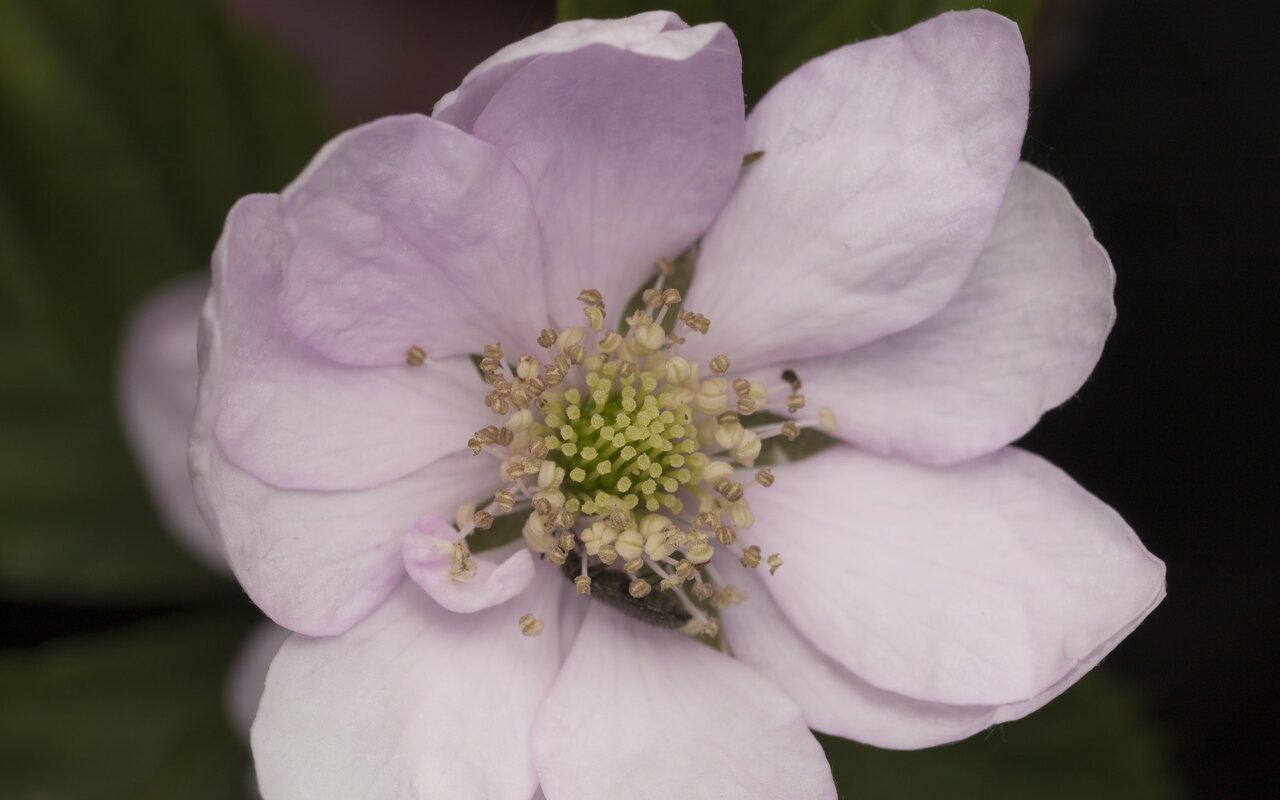 Rubus plicatus flower · raukšlėtoji gervuogė, žiedas