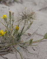 Tragopogon heterospermus · baltijinis pūtelis