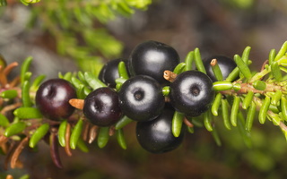 Empetrum nigrum, berries · juodoji varnauogė, uogos