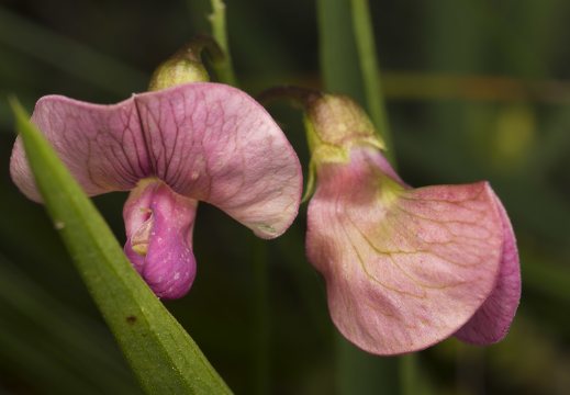 Lathyrus sylvestris flowers · miškinis pelėžirnis, žiedai