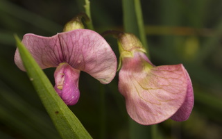 Lathyrus sylvestris flowers · miškinis pelėžirnis, žiedai
