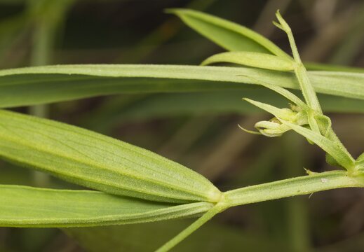 Lathyrus sylvestris leaves · miškinis pelėžirnis, lapai