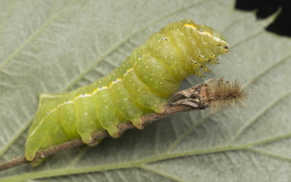 Amphipyra pyramidea caterpillar · piramidinis tamsusis pelėdgalvis, vikšras