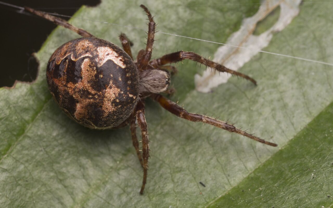 Larinioides patagiatus · pleištadėmis žnypliavoris