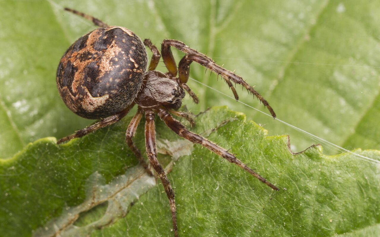 Larinioides patagiatus · pleištadėmis vandenvoris