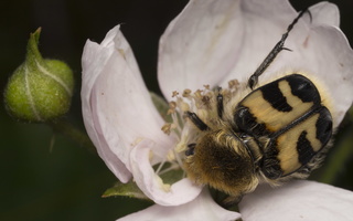 Trichius fasciatus · raštuotasis auksavabalis, grambuoliukas