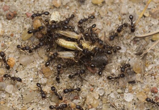 Tetramorium caespitum · pievinė skruzdėlė