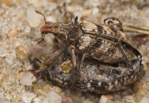 Bothynoderes affinis mating · skersadryžis runkelinis straubliukas poruojasi