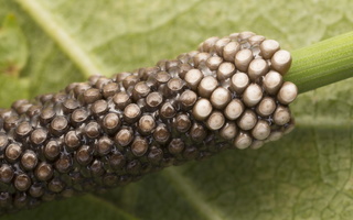 Malacosoma castrensis eggs · žolinis verpikas, kiaušinėliai