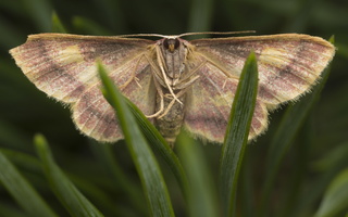 Lepidoptera · drugys